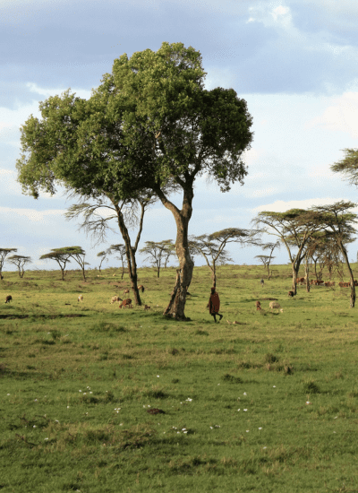 6 Days Midrange Samburu & Mara