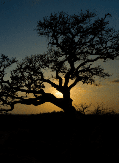 6 Days Luxury Wings Over Amboseli & Mara