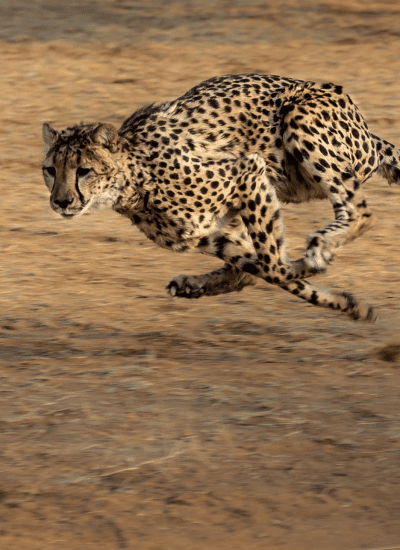 7 Days Midrange Enchanting Safari