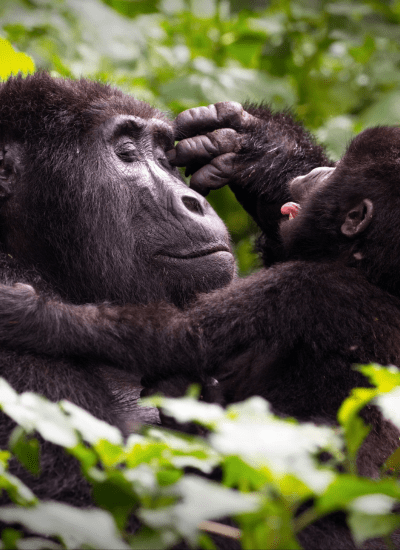 7 Days Budget Kenya Enchanting Safari