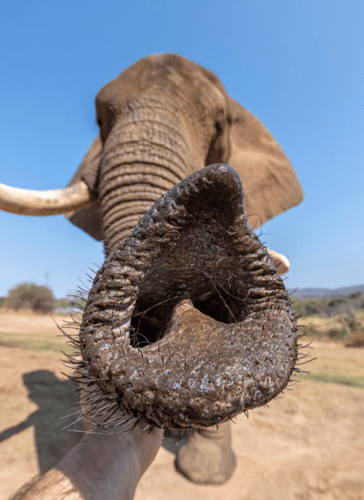 7 Days Luxury Kenya Enchanting Safari