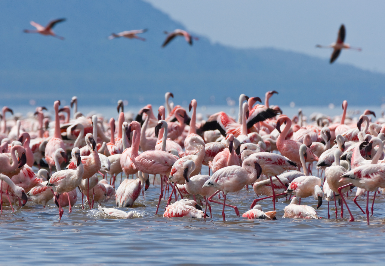 Nakuru