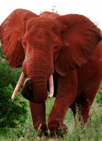 Tsavo