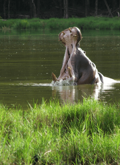 Naivasha Greatlakes