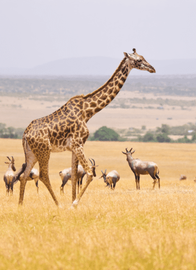Maasai Mara 3 Days 2 Nights Safari