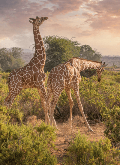 Samburu