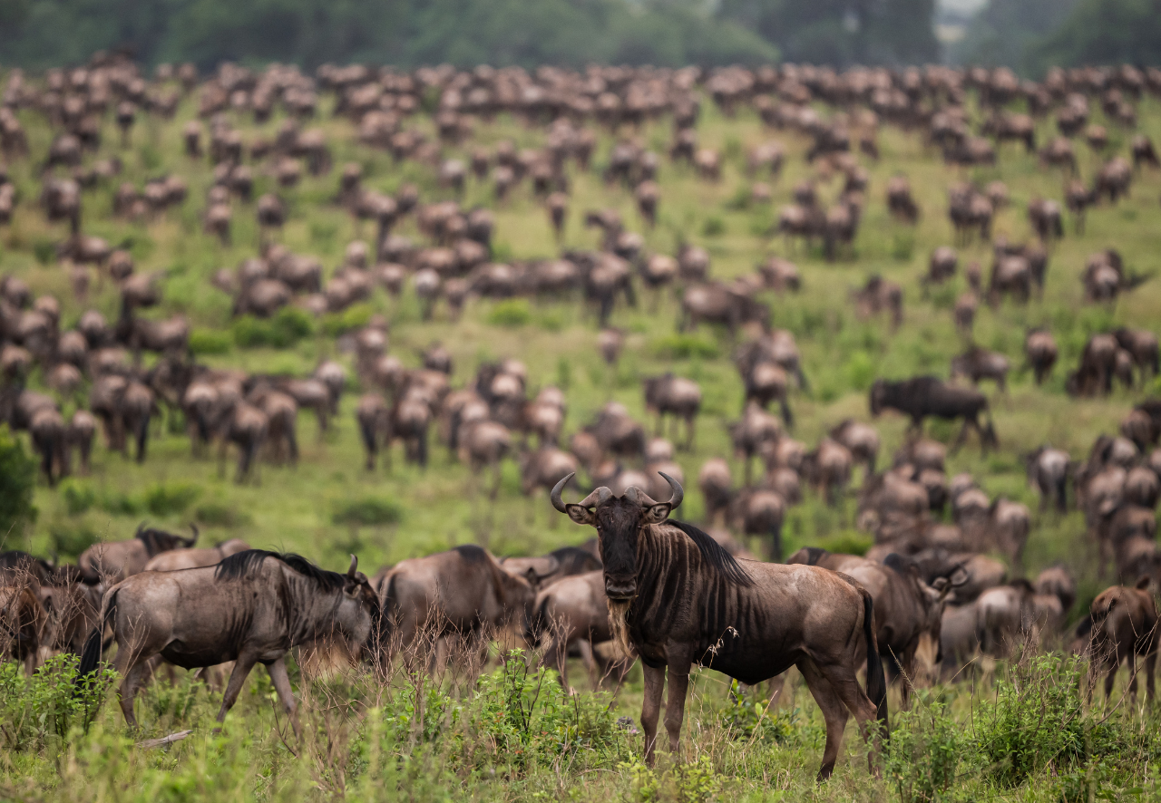 Maasai Mara